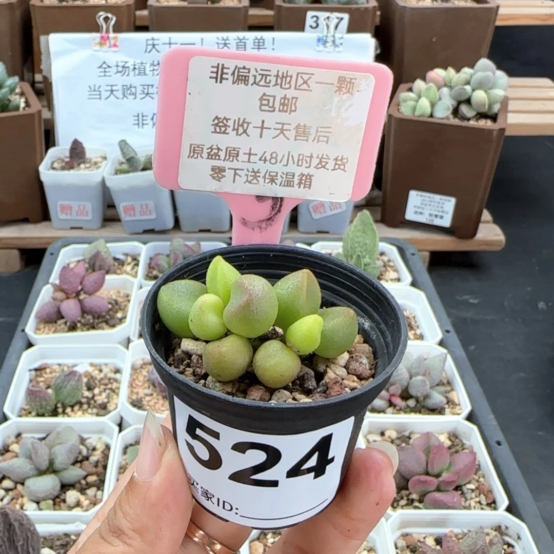 524小红嘴多肉植物
