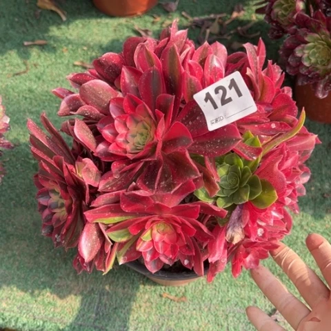 荒*121桃花妖朵朵多肉