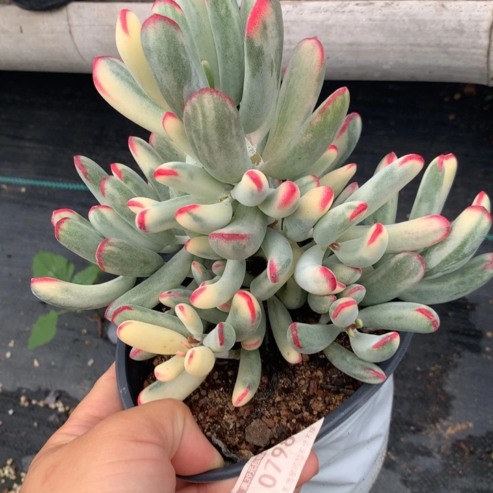 无花朵棒叶福娘锦0798