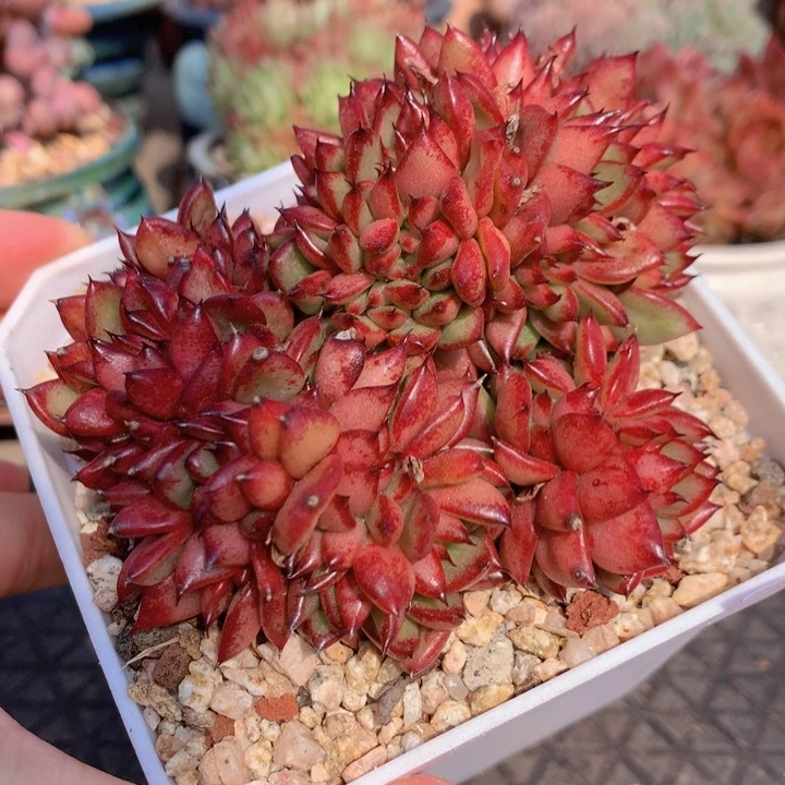 一物一拍脱土洛根发货11