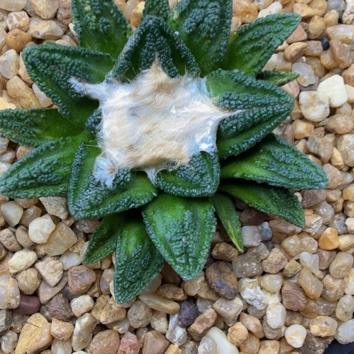 辛顿锦原生种实生捡漏