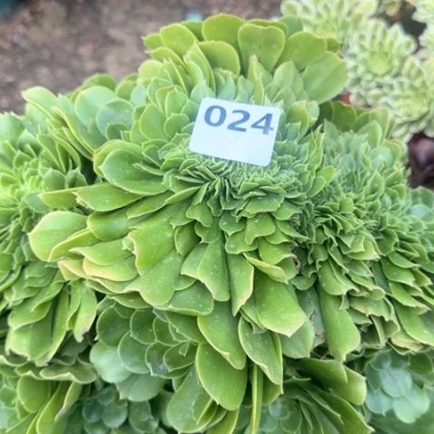 法师绿羊绒缀18-43