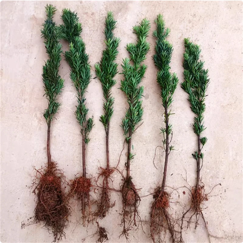 罗汉松树苗大树雀舌米叶迎客松老树桩别墅庭院盆栽盆景造型大树种