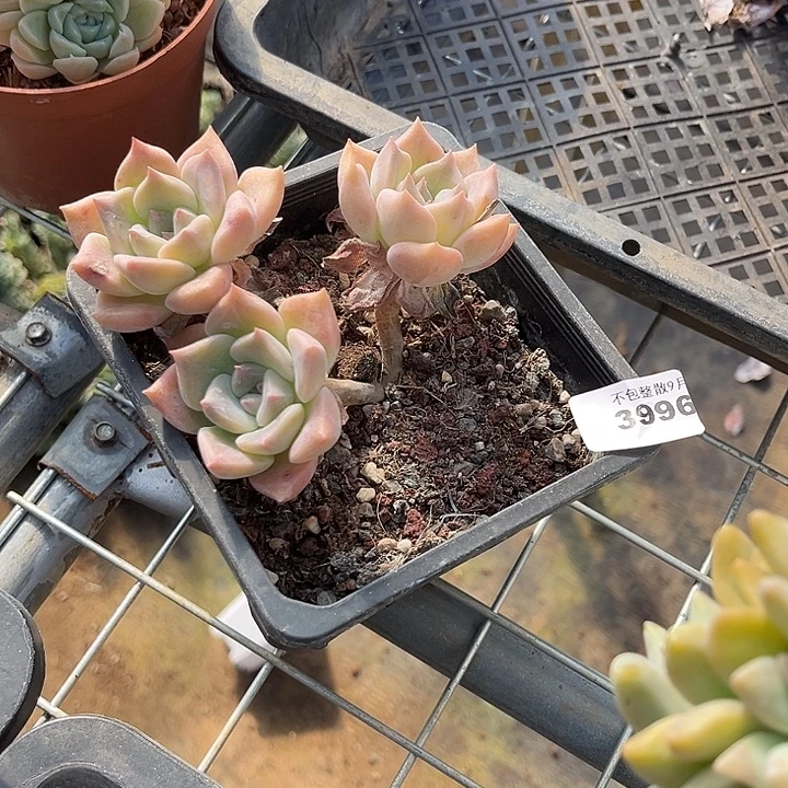 阿雅园艺。         3996