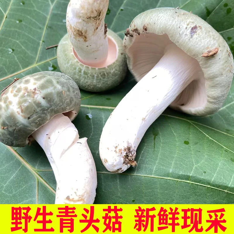 现采野生菌青头菇食用菌菇绿豆菌顺丰包邮