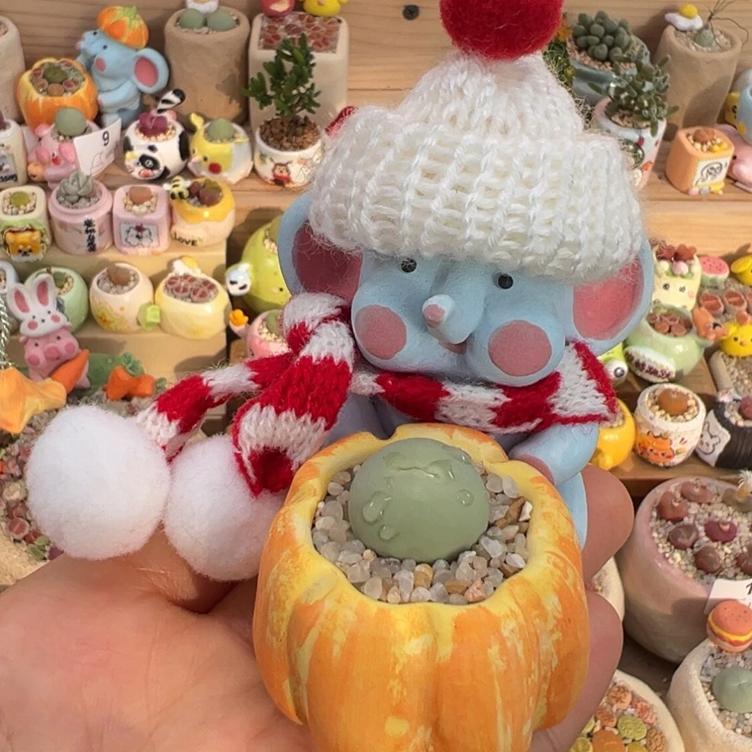 多肉植物19号鸽子蛋