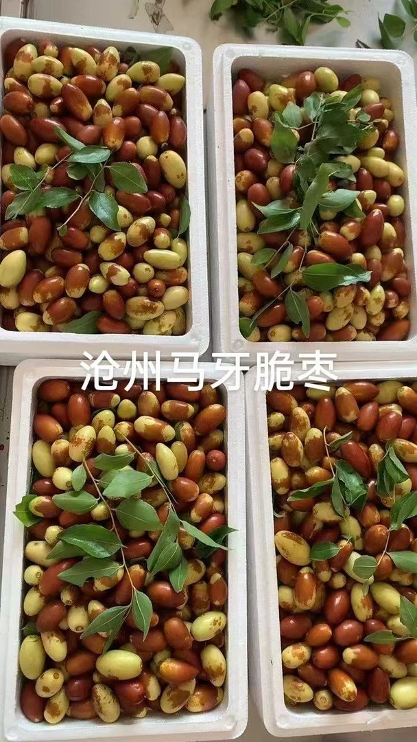 当天采摘新鲜马芽枣果肉饱满生吃脆甜蒸吃软糯现摘现发