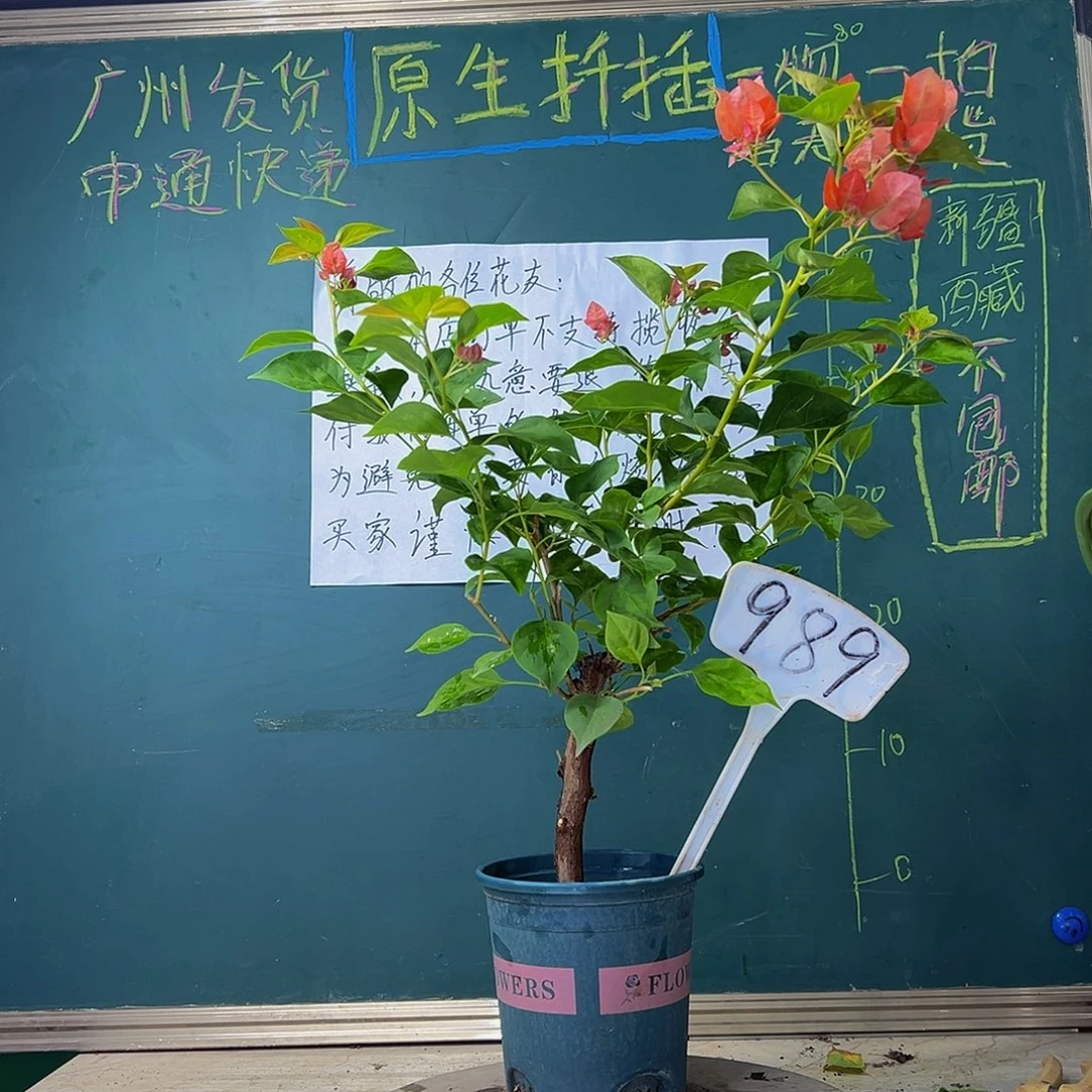 当前无花栽培后可以开花 落日有破皮 粗杆 989