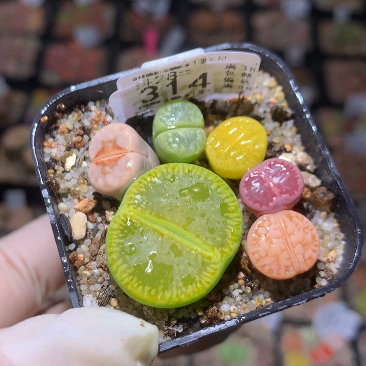 精品生石花28.314