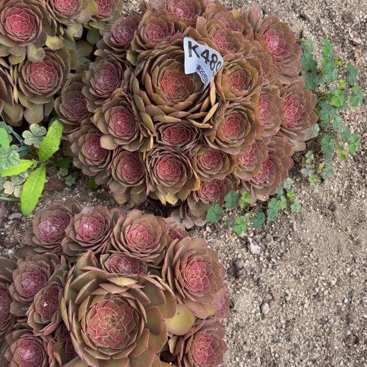 瑞妈多肉园艺489桃花石