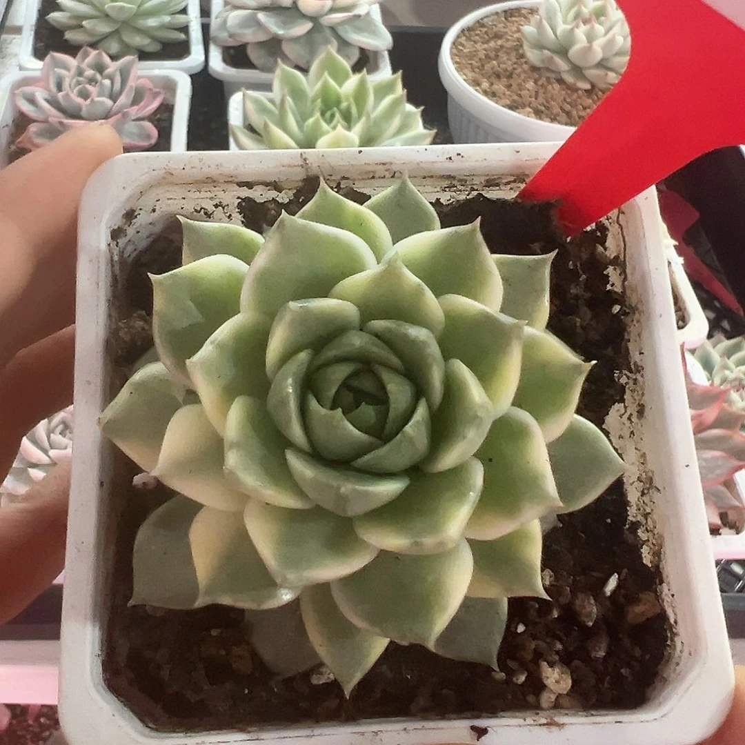 71号法比奥拉锦多肉植物
