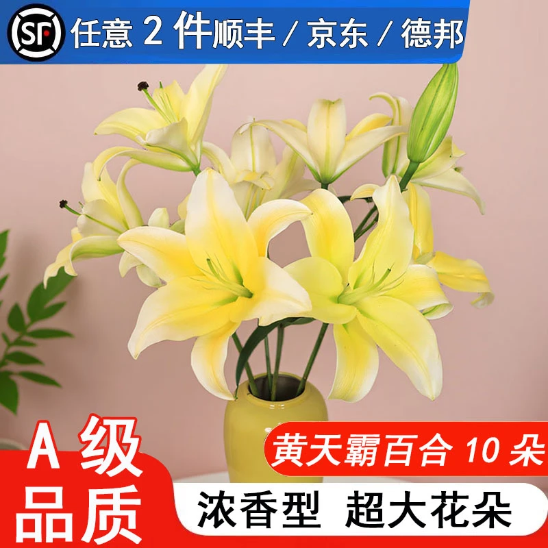 【麒麟花开】黄天霸香水百合花鲜花云南基地直发水养鲜切花女友花束