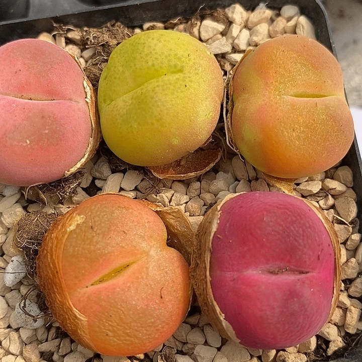 2926丝绒彩虹色蟠桃一组