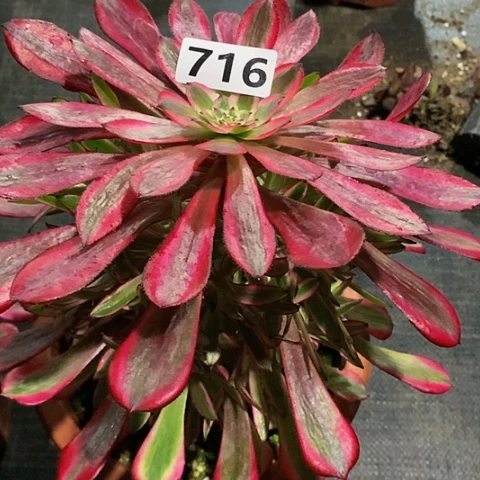 百****丽小手捧红同白716脱土发货