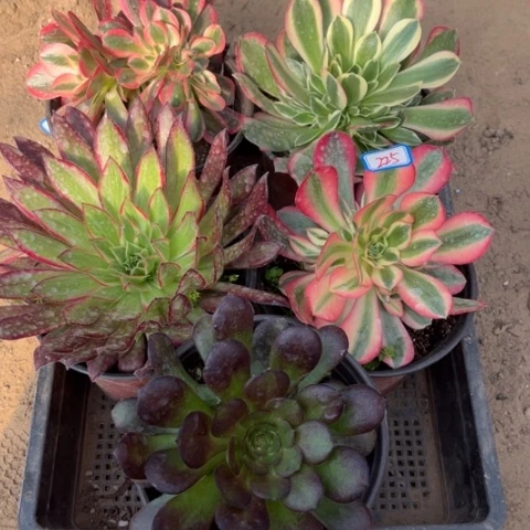 225多肉植物组合