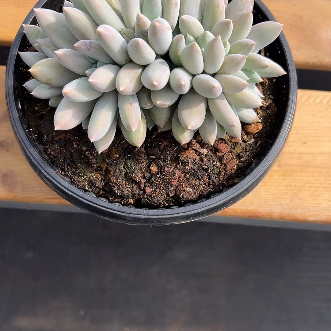 120哥特缀化。多肉。