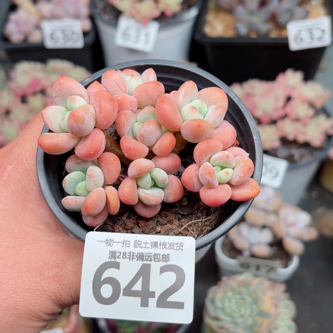 红洛神无盆土发货
