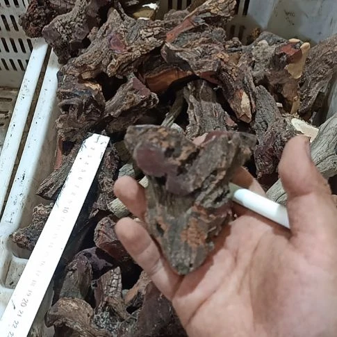 一***牙大果紫檀（缅甸花梨）