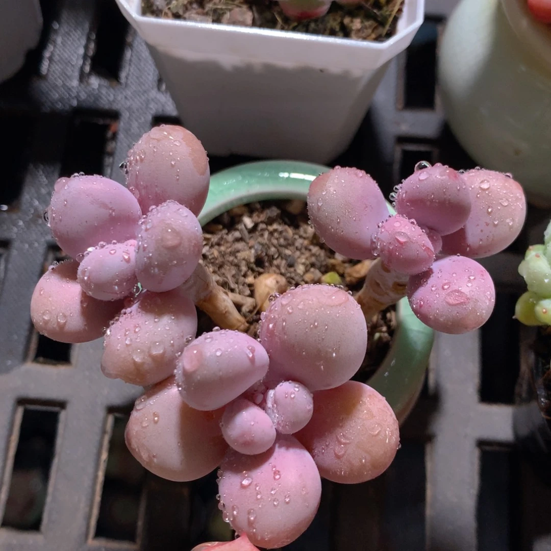 5CM拇指盆精控多肉ZU782