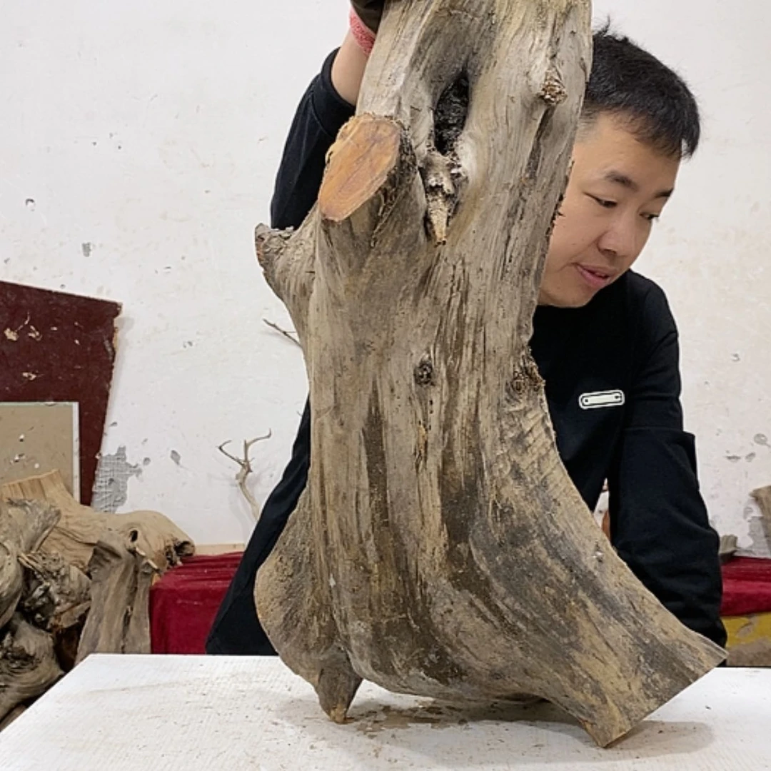 【闪购商品】柏木阿**艺我们都是好孩子