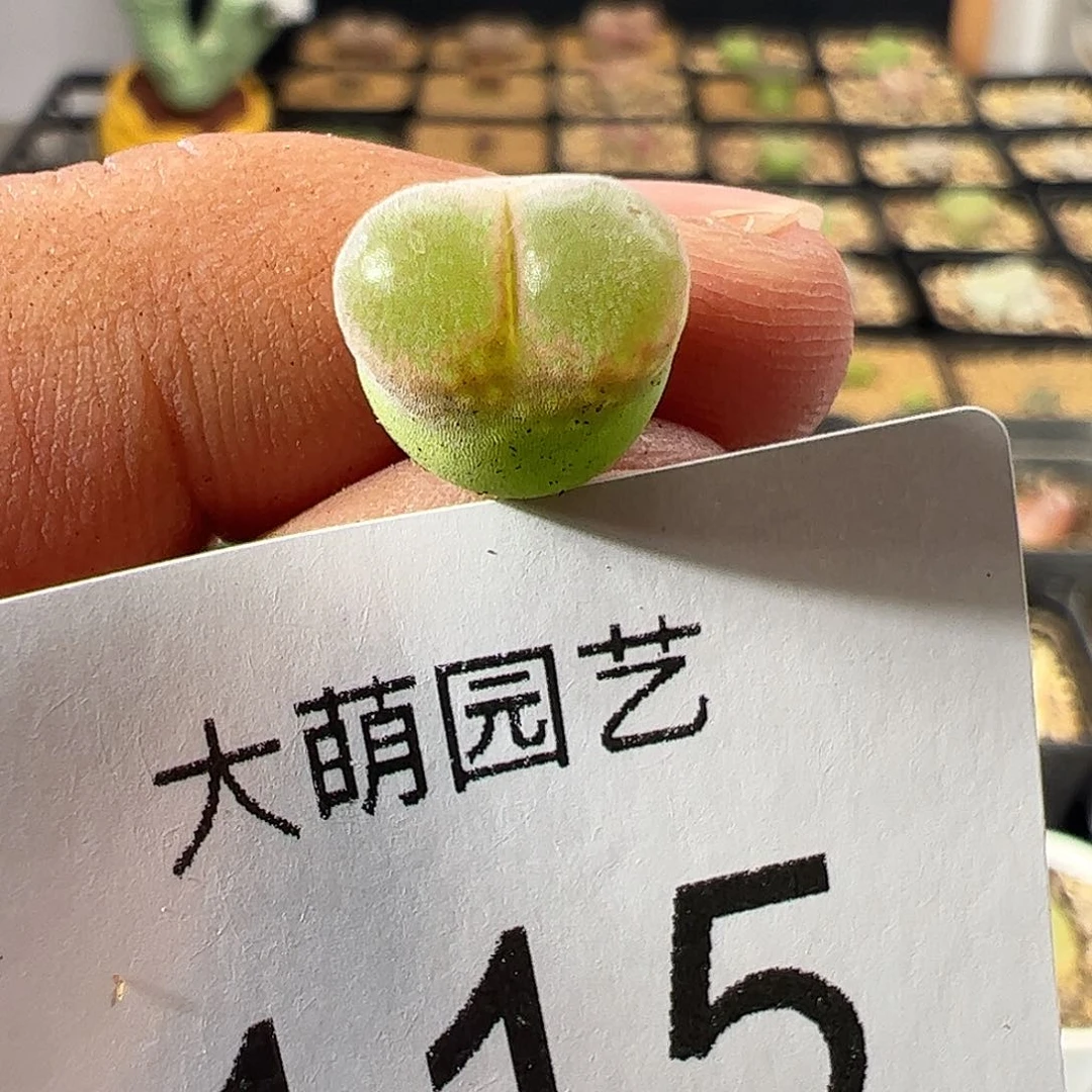 一物一拍脱土发。  115，恩东