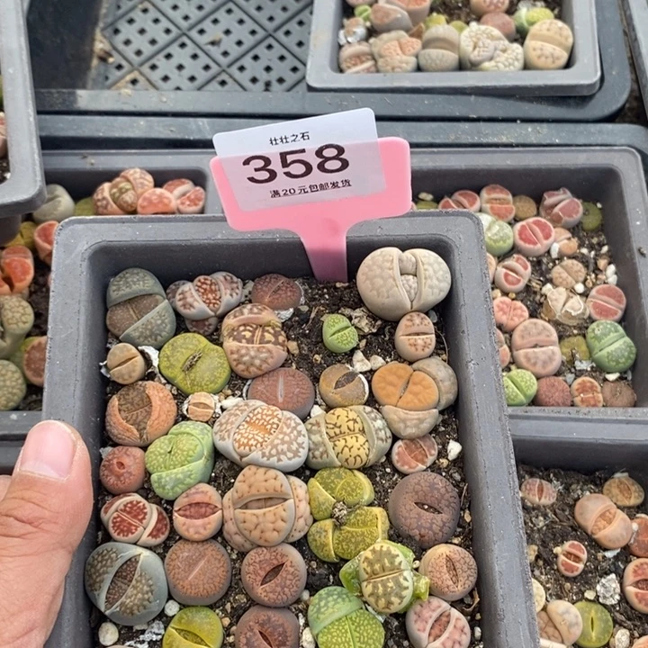 娜*?358生石花小苗