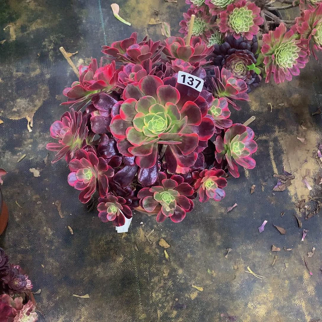 豆**爸137花8888888888