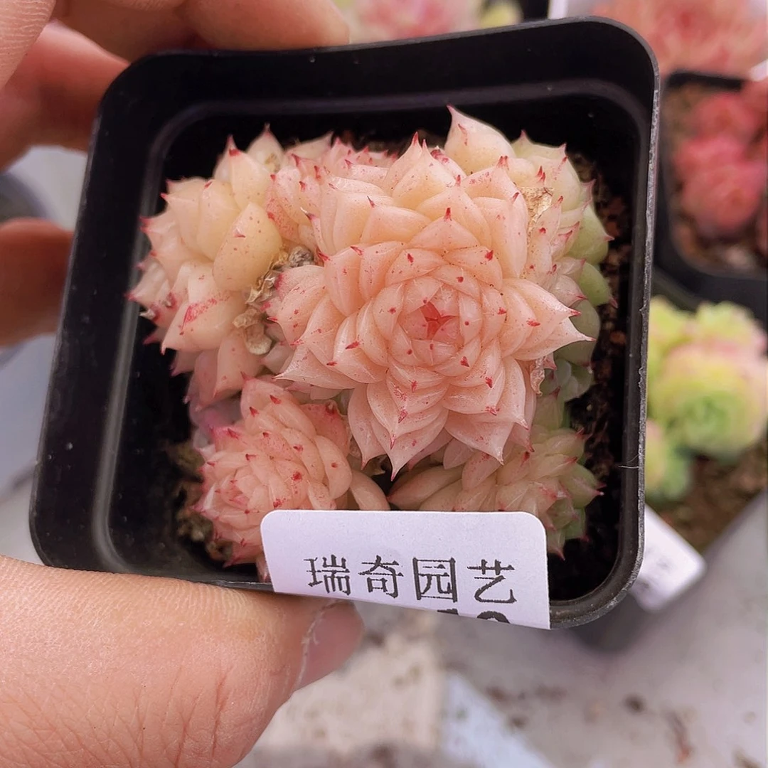 000000000000010量拍