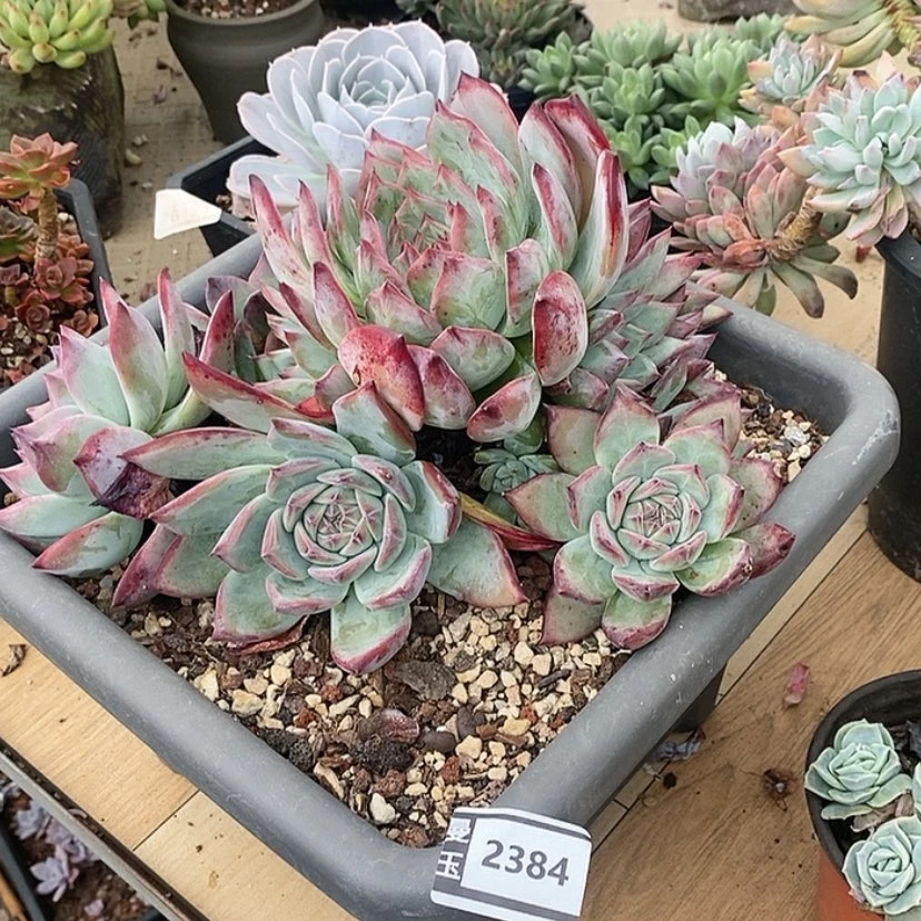 【闪购商品】伊*陈红拉糖2384