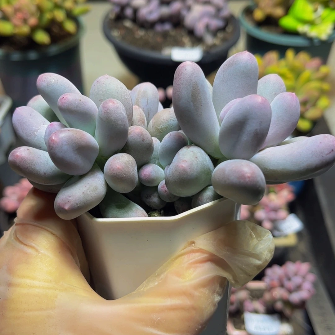 190米可奶酪11厘米