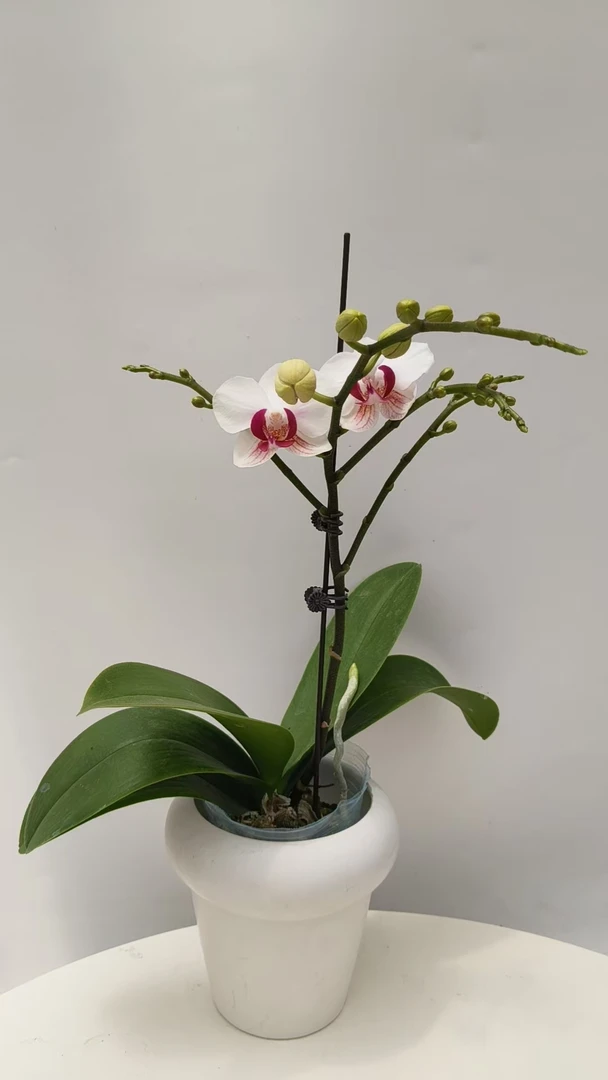 欢然花田蝴蝶兰（避风港） 单梗