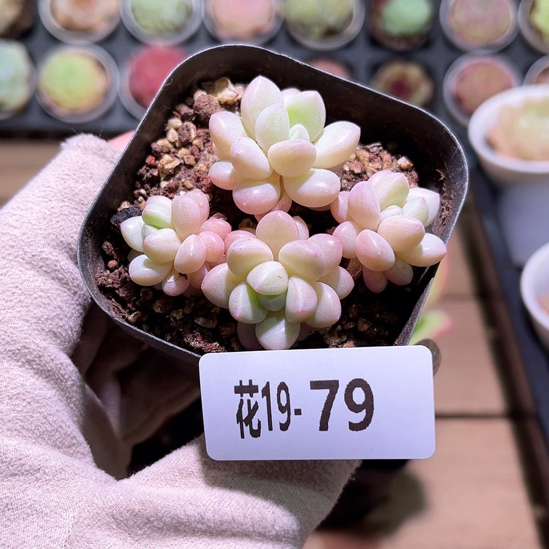 花利美19-79泡泡糖