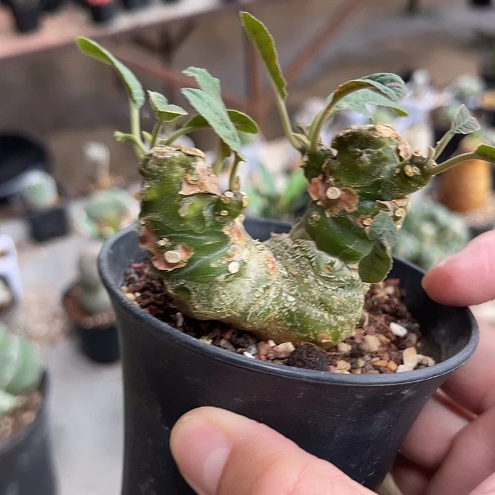 无花朵琉桑块根一物一拍