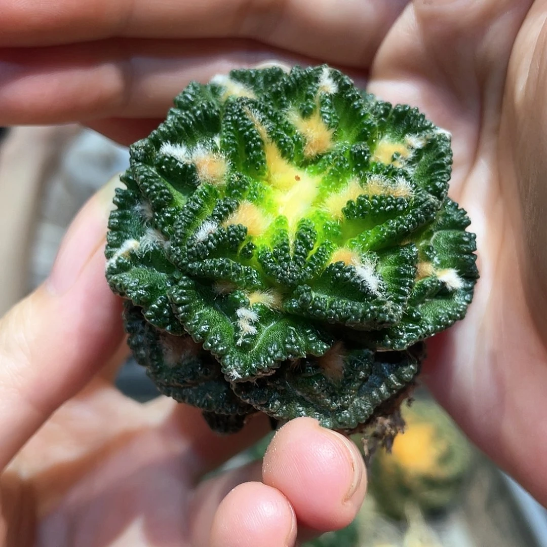 5cm自根辛顿牡丹萝卜根