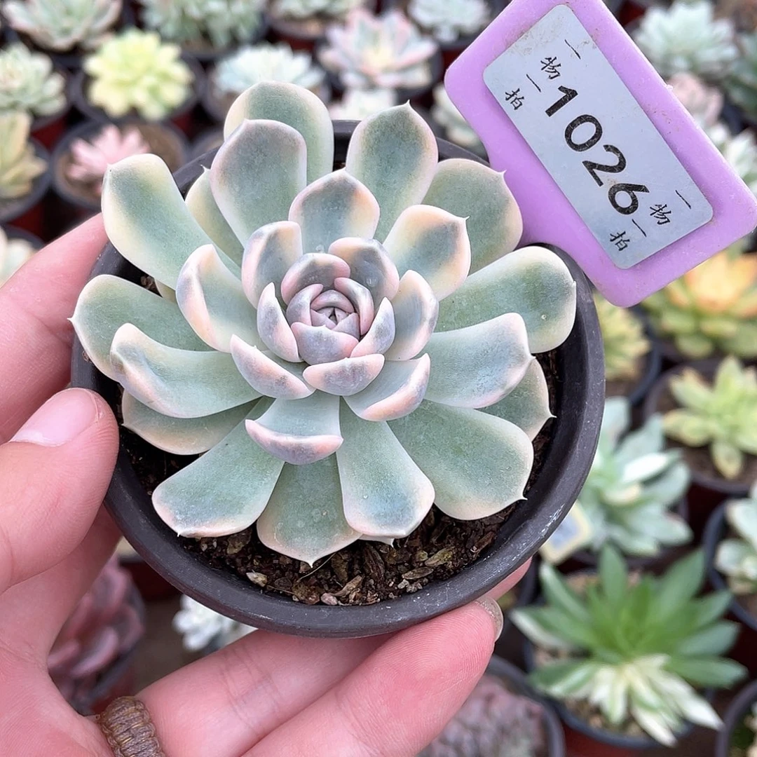 1026汉堡锦多肉植物