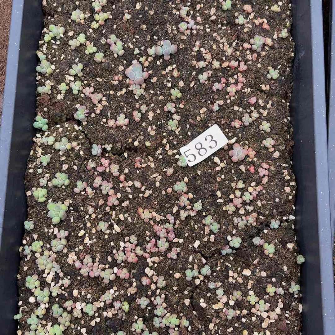 多肉植物多肉植物583