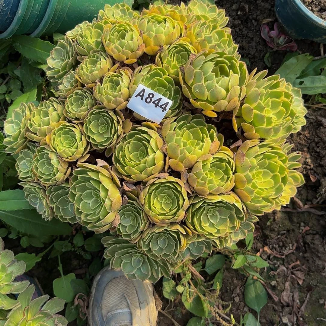 萍***聚粉花妖8-16-844偏远不包邮