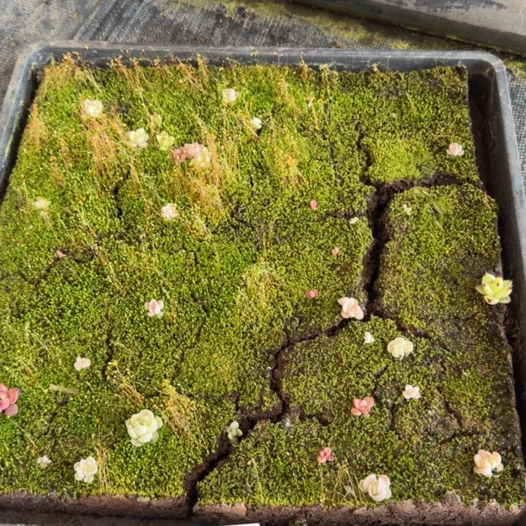 不带盘一物一拍1-30