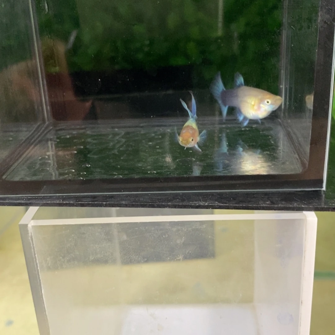 孔雀鱼黄花欧翼一对