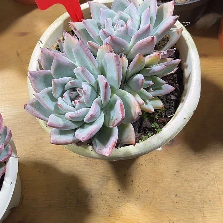 体***室00000000000002131