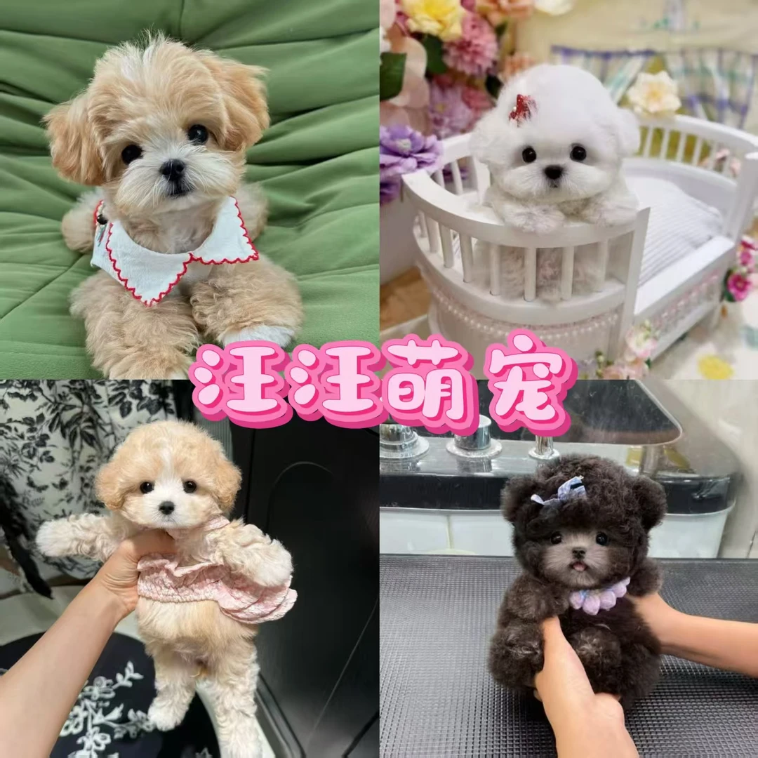 【汪汪萌宠】精品宠物犬挑选