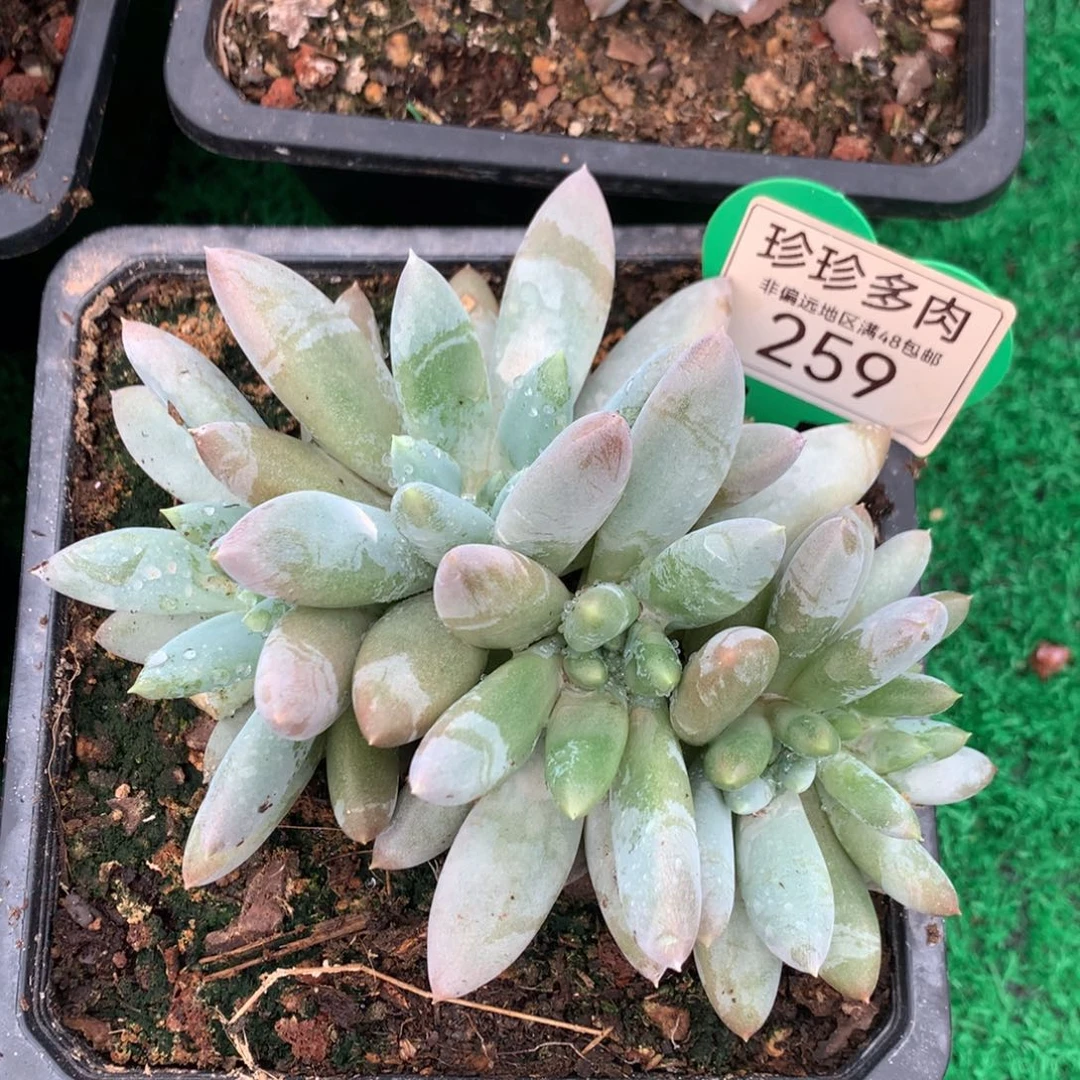 哥特萝莉缀化彩体259