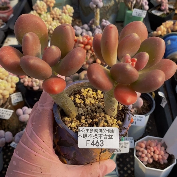 金蝉老桩463多肉植物