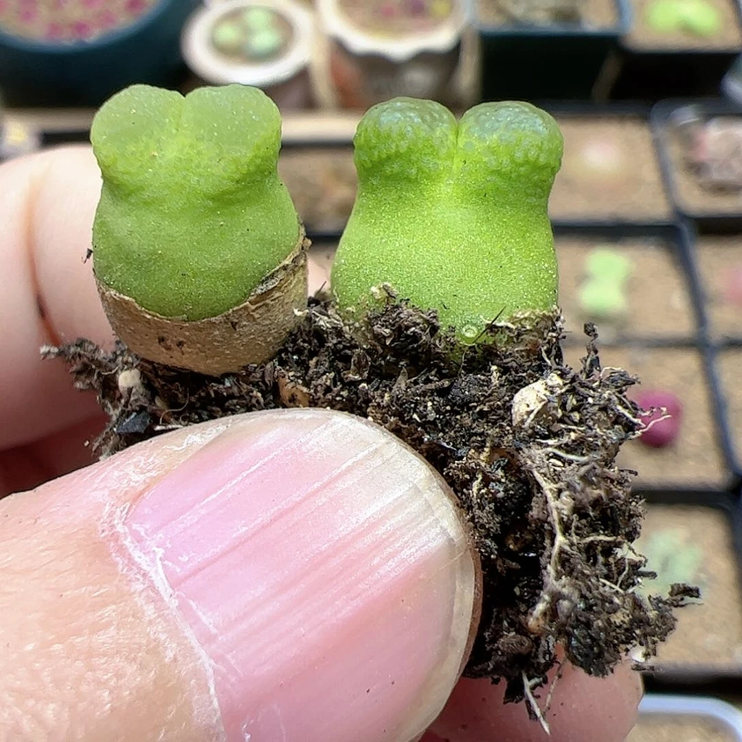 【闪购商品】163 开播福利 多肉