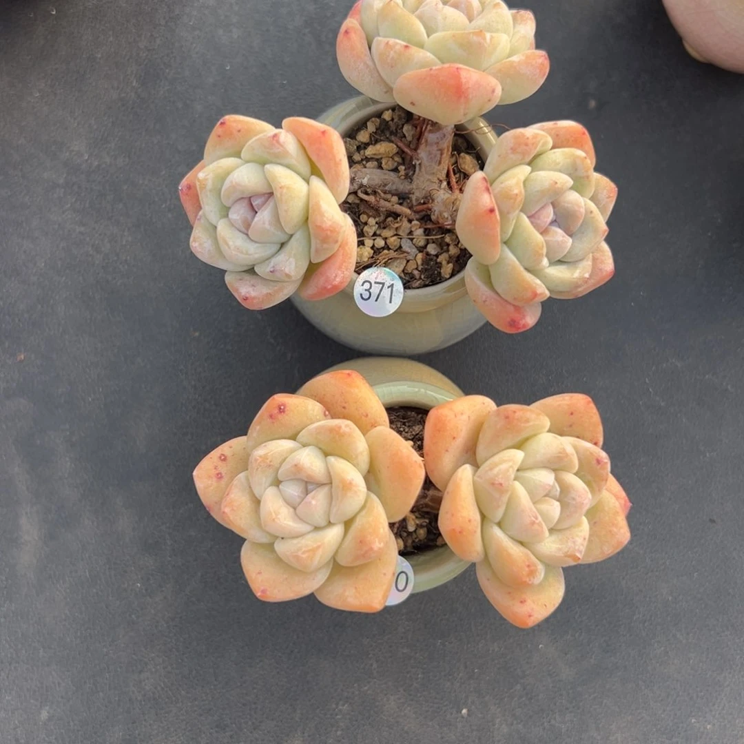 桃**朵俩个冰玉带盆发000000