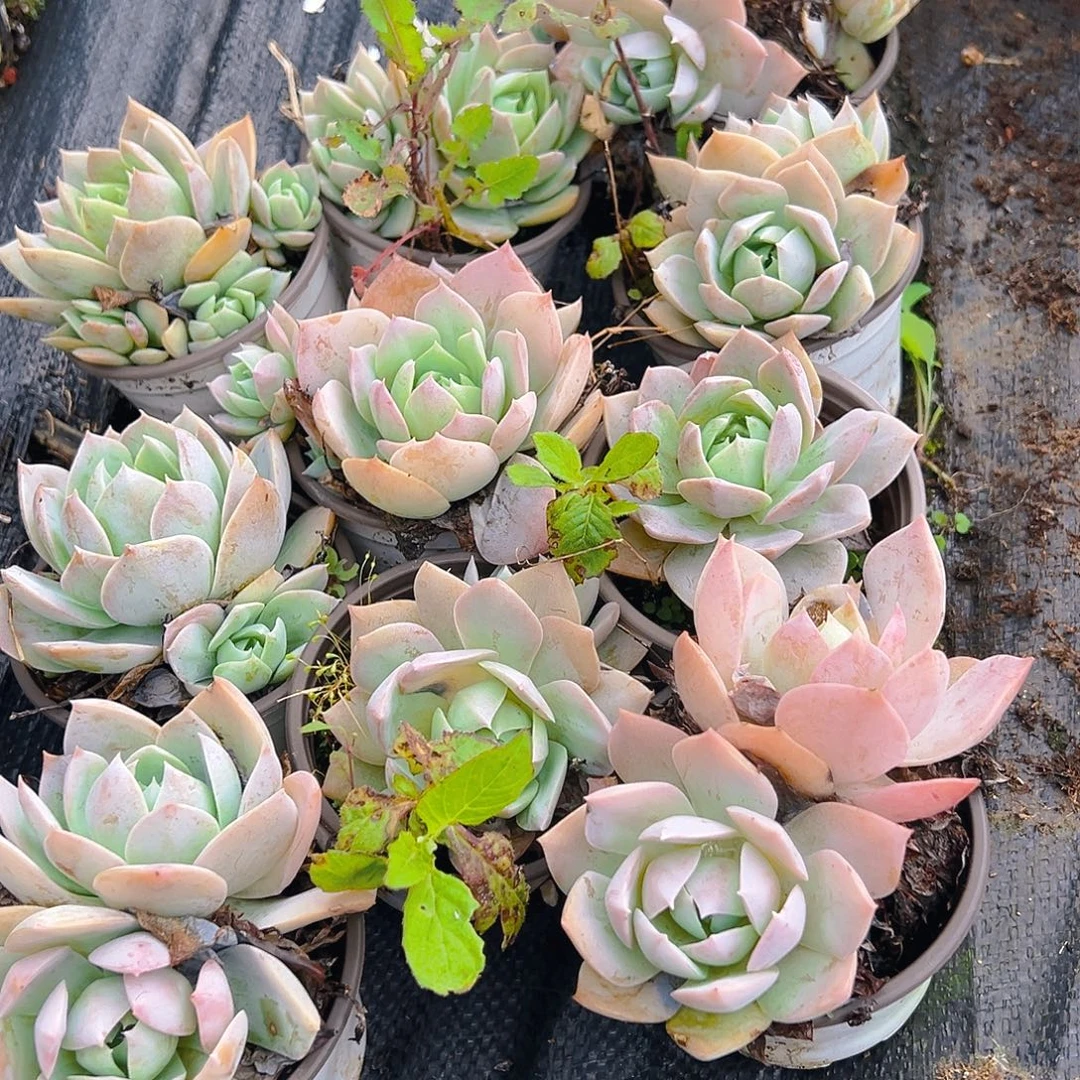 精品多肉植物木樨甜心10个