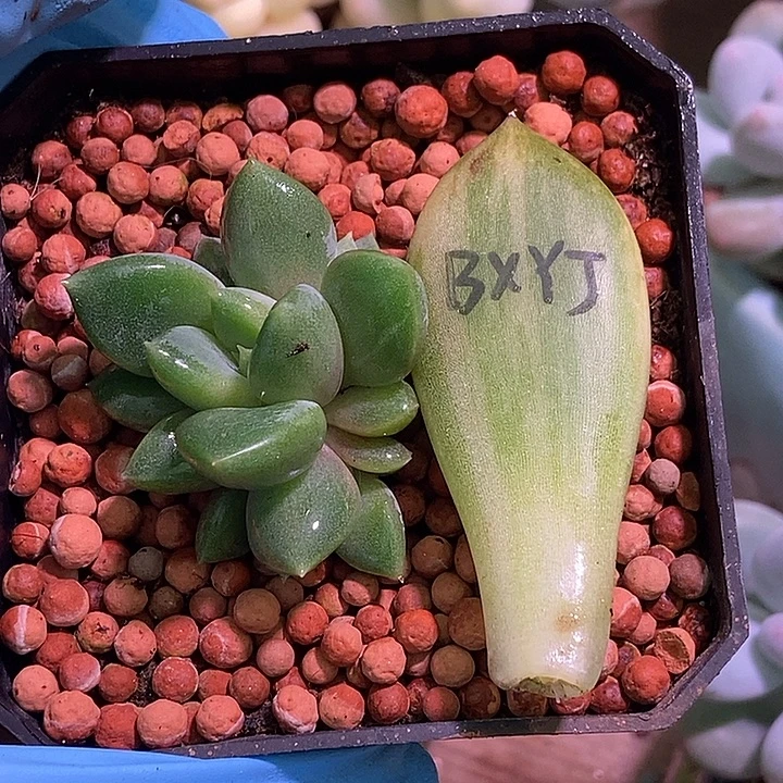 红象牙锦多肉植物