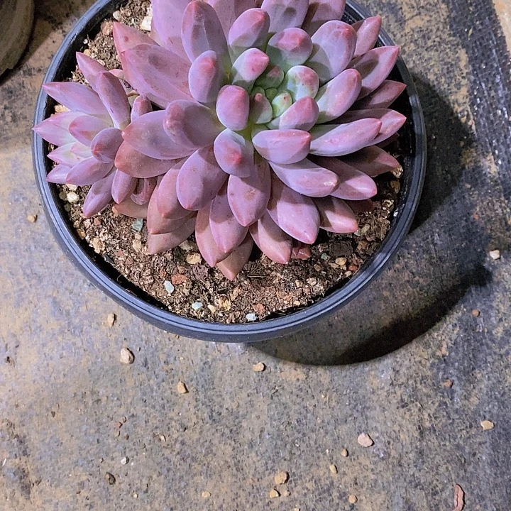 偶***丽水晶球多肉植物老桩
