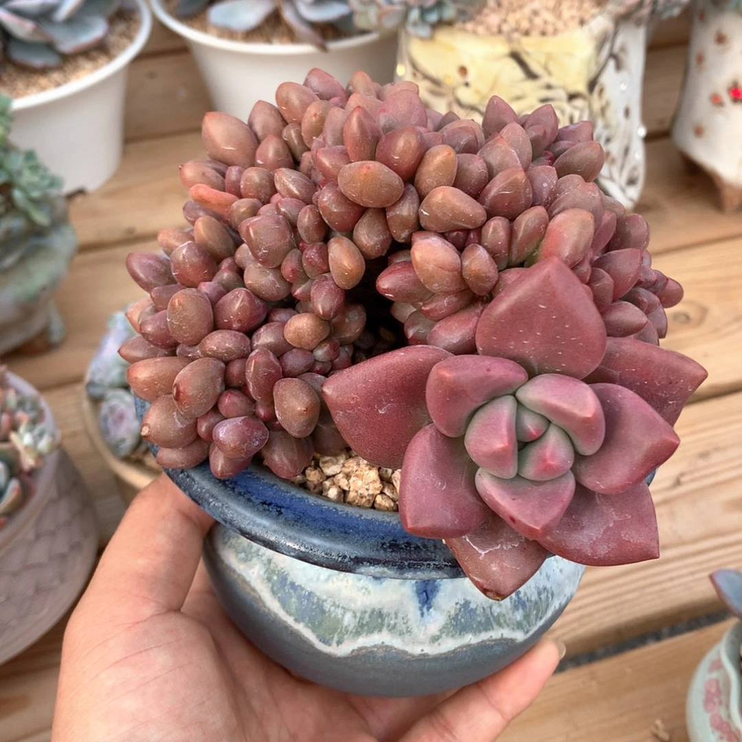 桃花源整群一物一拍