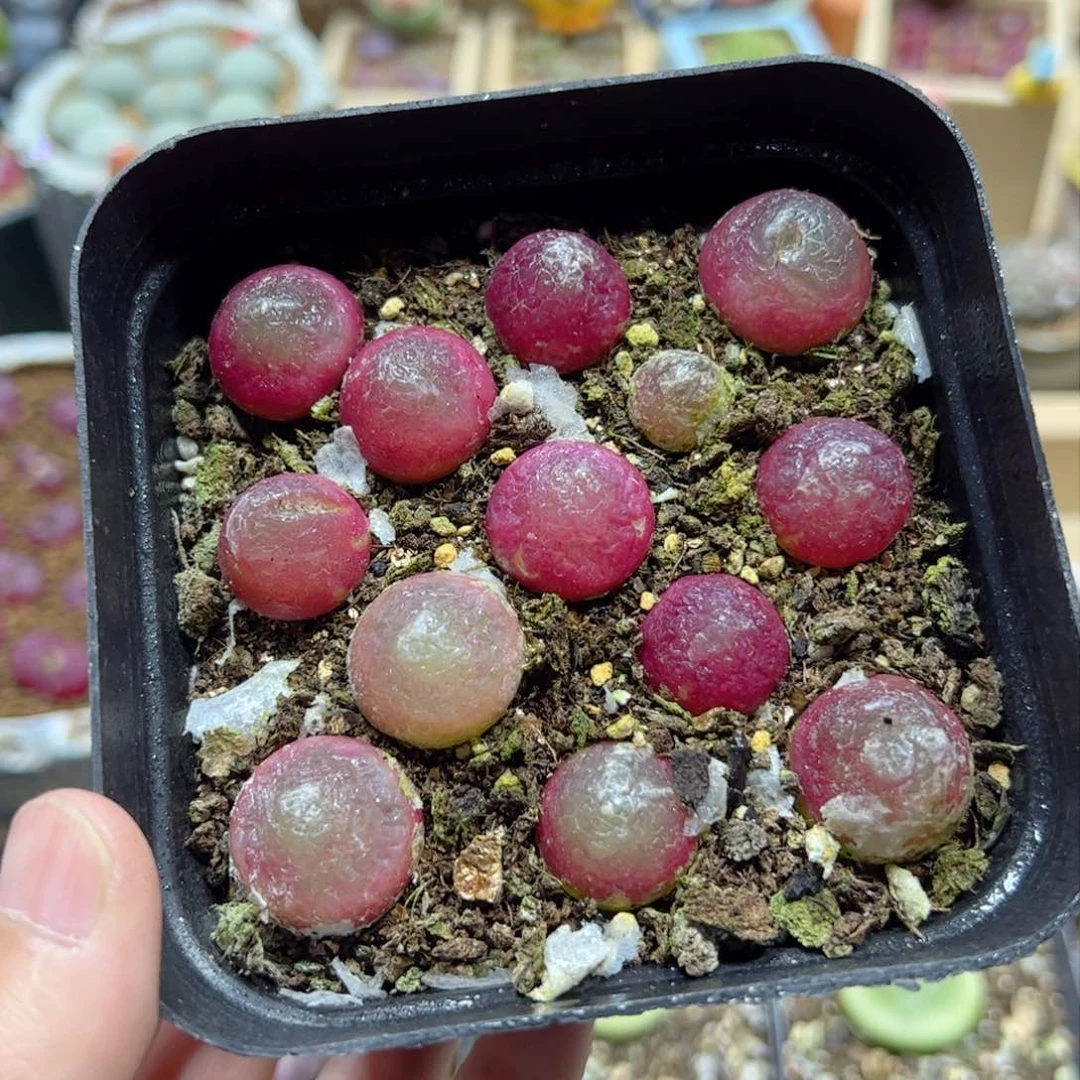 【闪购商品】254 灯泡一盒 带盆发货